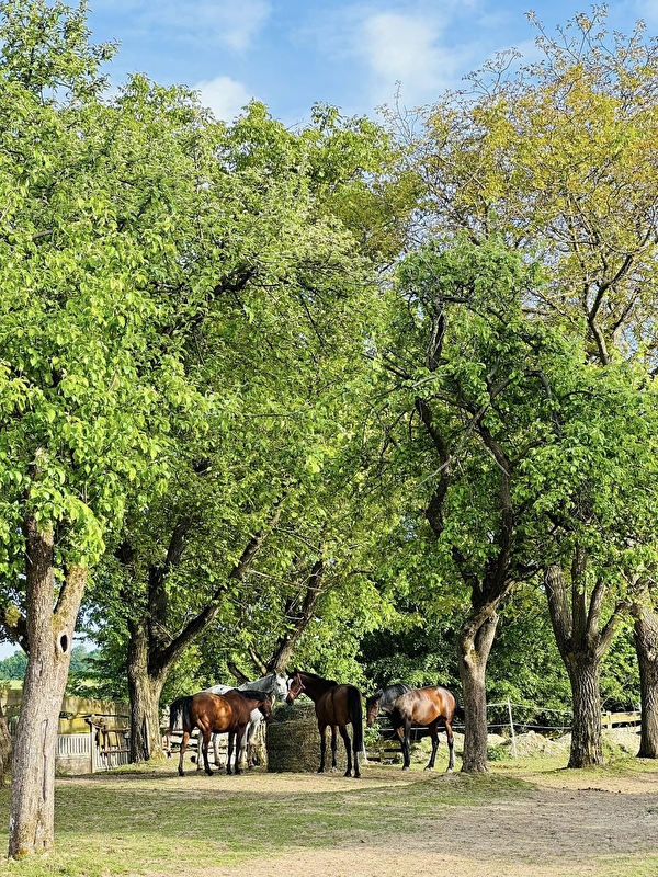 Stajnia Power Horses - zdjęcie 1