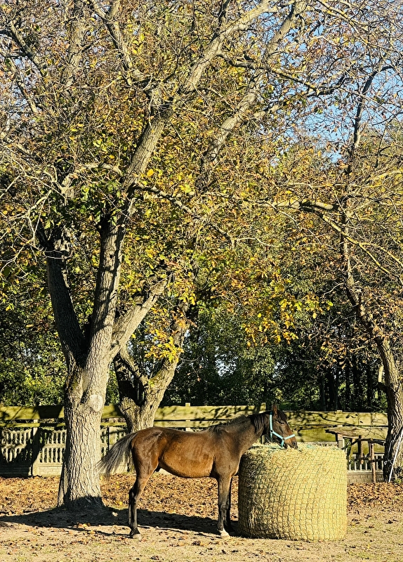 Stajnia Power Horses - zdjęcie 2