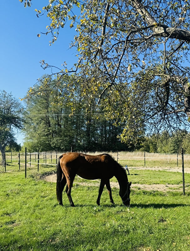 Stajnia Power Horses - zdjęcie 3
