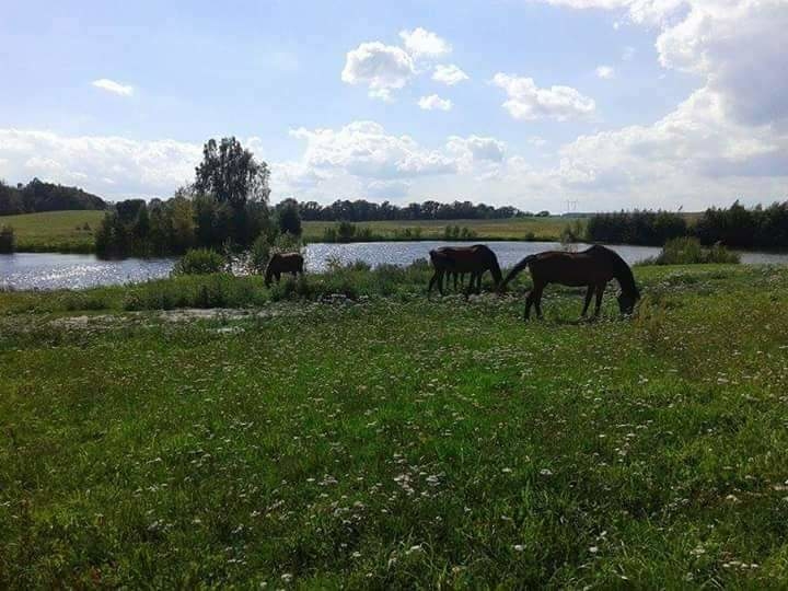 Boksy angielskie Stajnia Borcz - zdjęcie 5