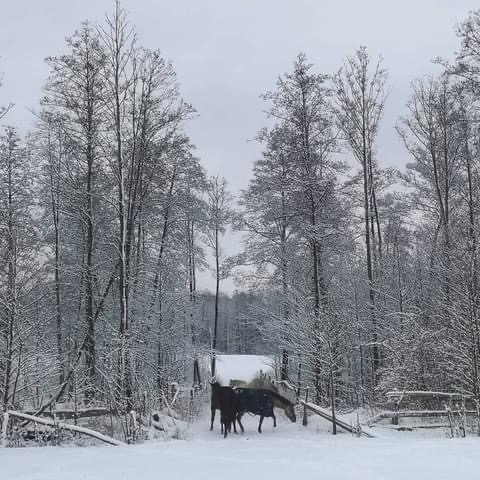 Stajnia Delicja - zdjęcie 16