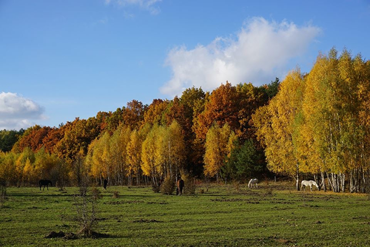 JKS STAJNIA MANDRA - zdjęcie 6