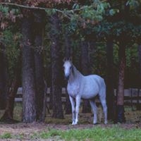 Stajnia Kaliska - zdjęcie 10
