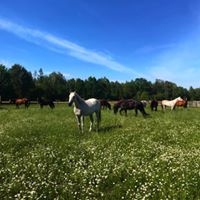Stajnia Kaliska - zdjęcie 14