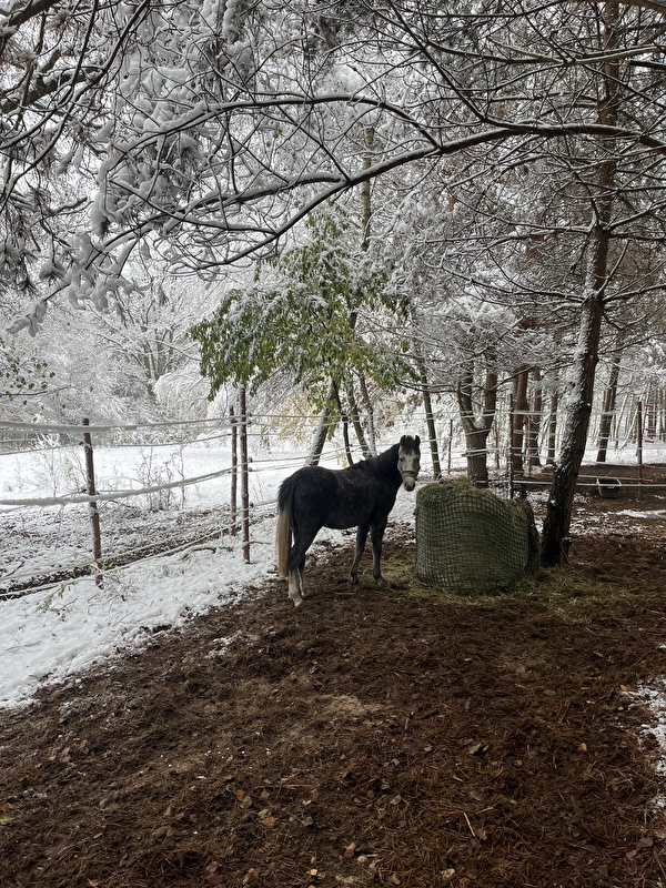 KSB Sporthorses Stawinoga - zdjęcie 3