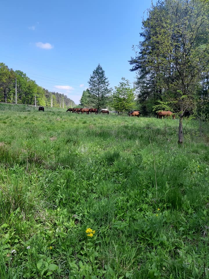 Rancho Broszka - zdjęcie 3