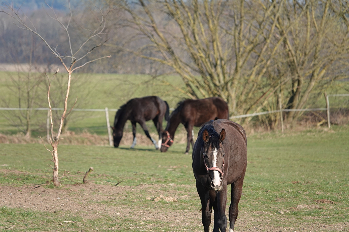 Stajnia Vigor Horses - zdjęcie 1