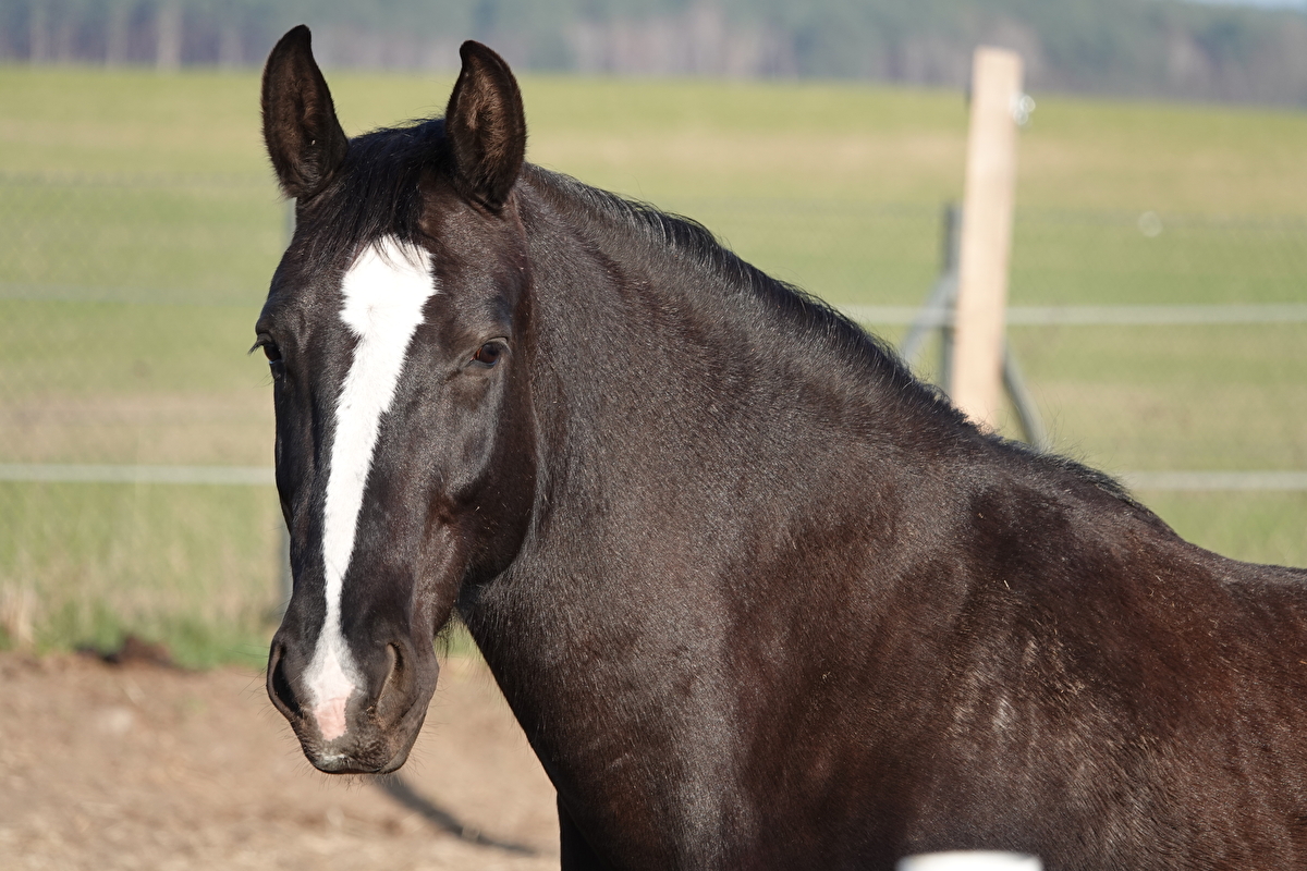 Stajnia Vigor Horses - zdjęcie 2