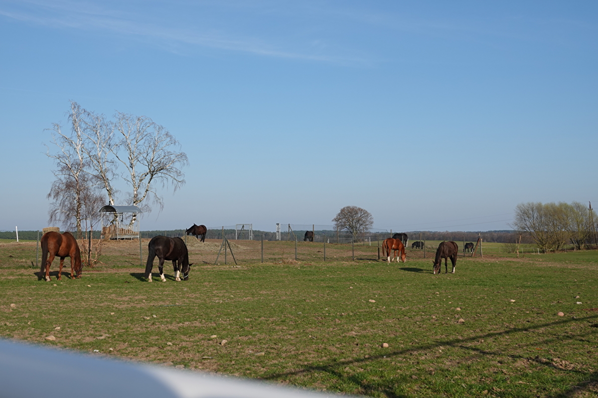 Stajnia Vigor Horses - zdjęcie 6
