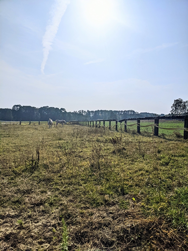 Stajnia Dobry Koń - zdjęcie 1
