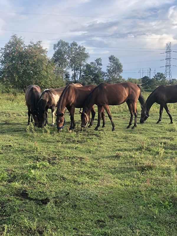 Stajnia Bajka - zdjęcie 7