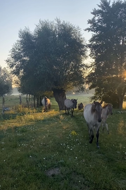 Stajnia ABC GUTOWO - zdjęcie 4