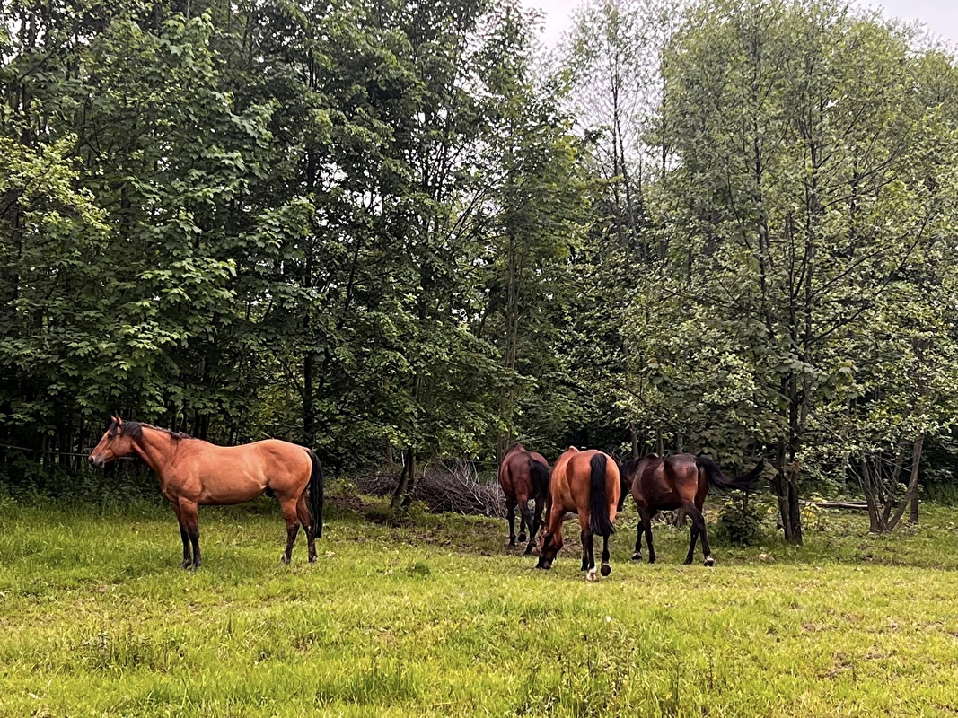 Stajnia Happy Valley - zdjęcie 2