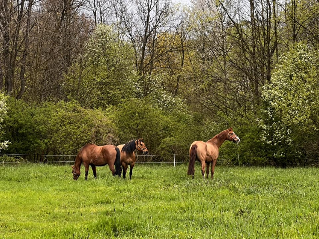 Stajnia Happy Valley - zdjęcie 3