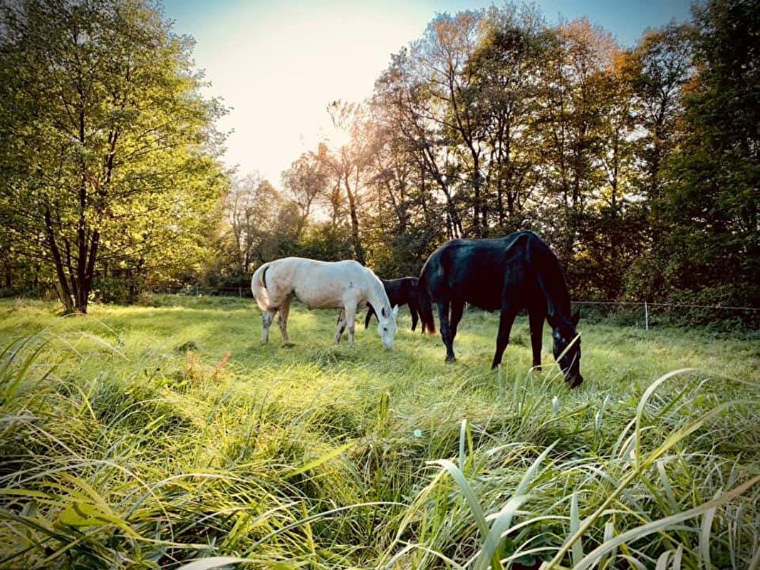 Stajnia Happy Valley - zdjęcie 6