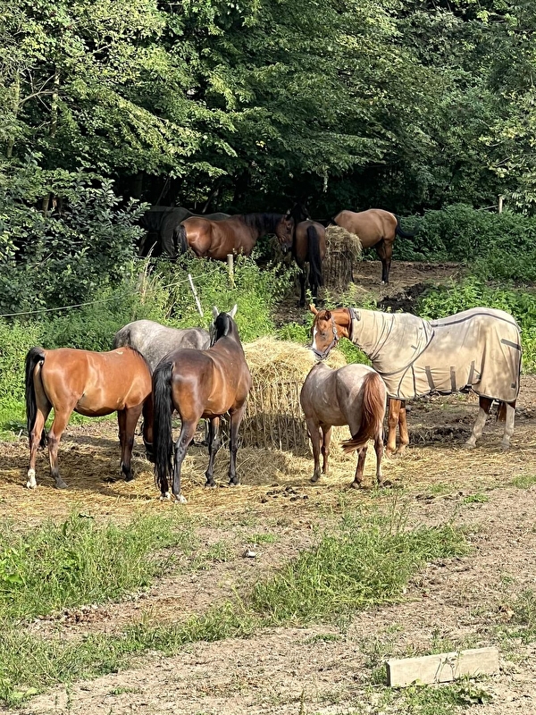 Stajnia Happy Valley - zdjęcie 8
