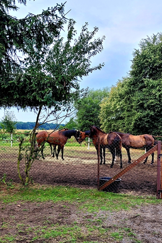 Stajnia nad rzeką - zdjęcie 1
