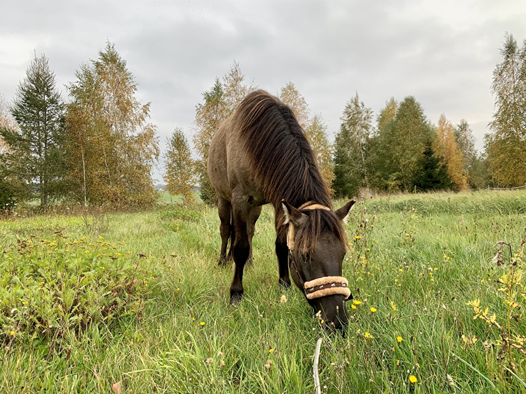 Manomaya, rozwojowa farma - zdjęcie 2