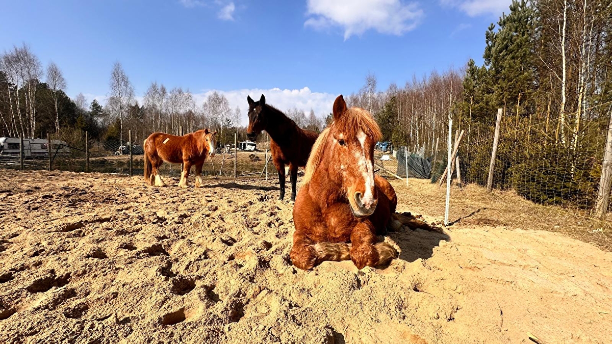 Nice Ranch - zdjęcie 1