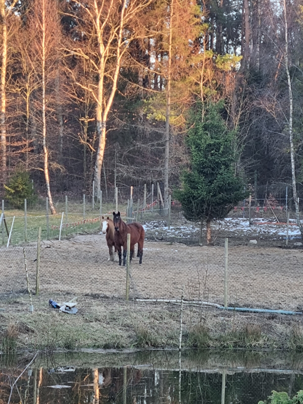 Nice Ranch - zdjęcie 2