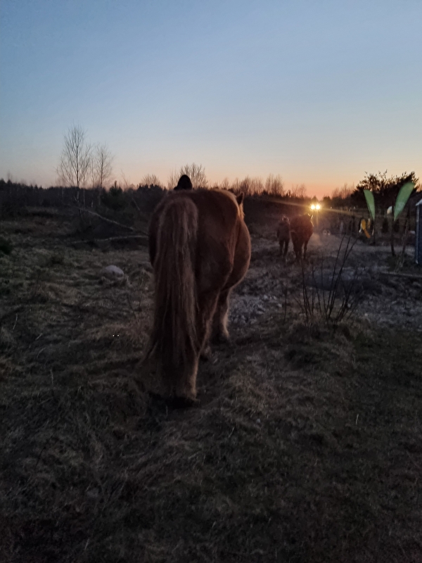 Nice Ranch - zdjęcie 3