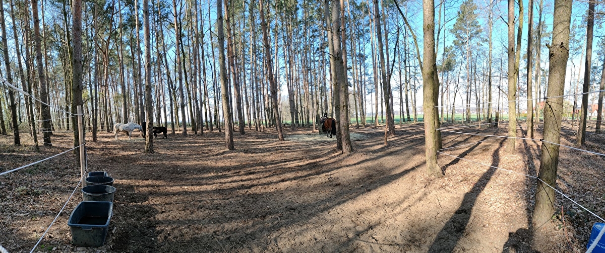 Stajnia SzumiLas - zdjęcie 3