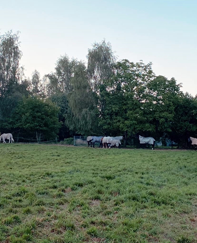 Stajnia LOLALAND - zdjęcie 7
