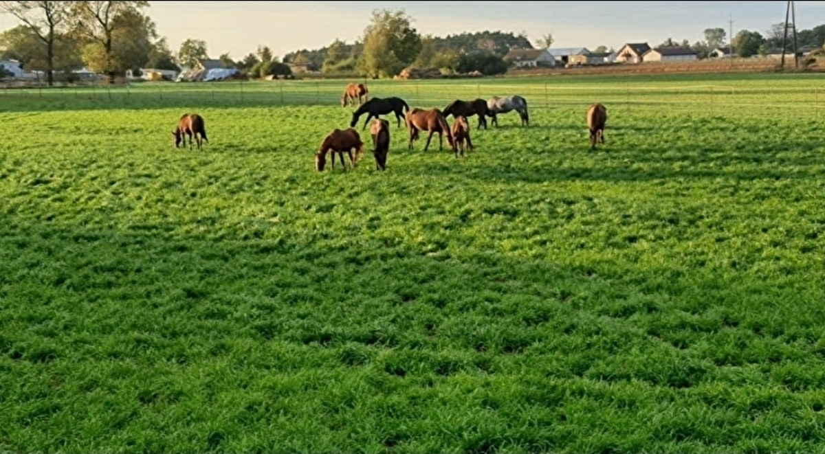 HORSPA - zdjęcie 1