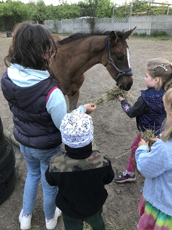 Stajnia Pro Horse - zdjęcie 9