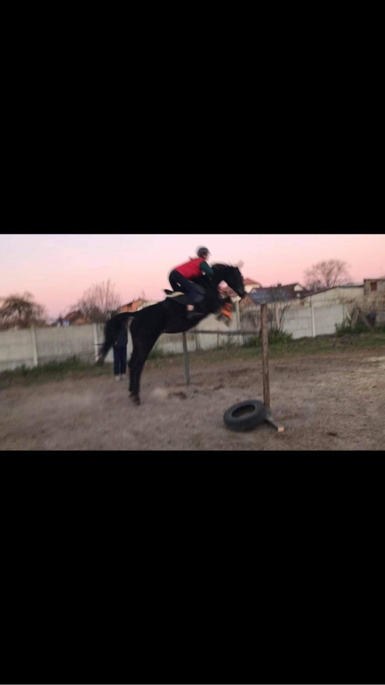 Stajnia Pro Horse - zdjęcie 15