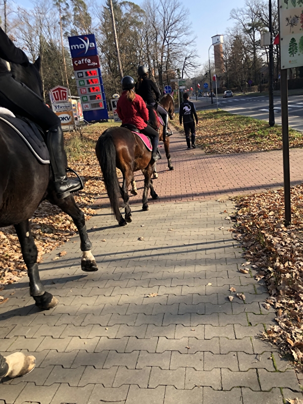 Stajnia Pro Horse - zdjęcie 16