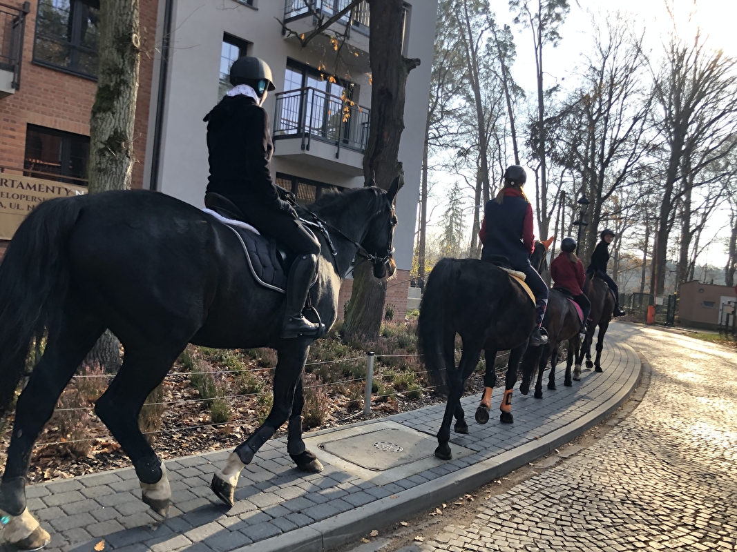 Stajnia Pro Horse - zdjęcie 17