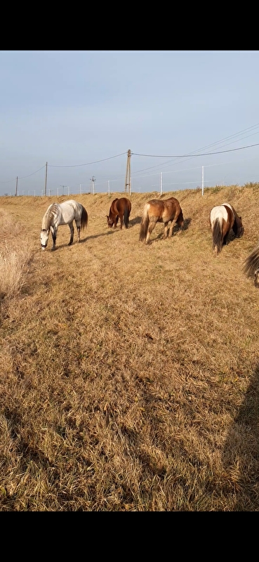 Stajnia KASiDa - zdjęcie 6