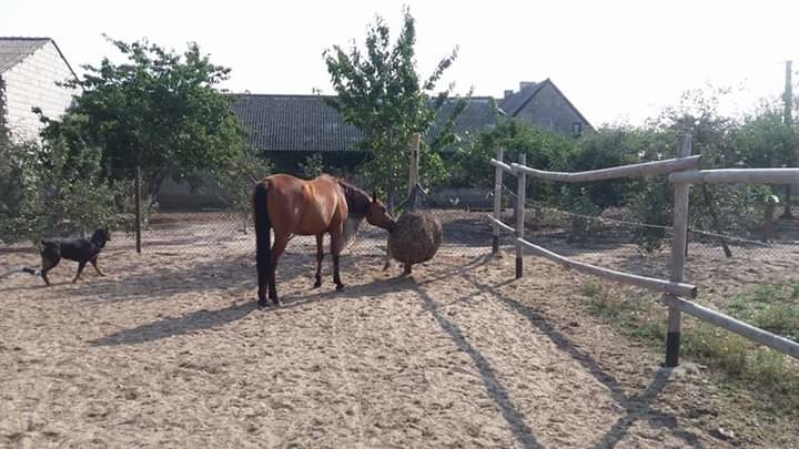 Rosochata Stajnia Ujazd - zdjęcie 4