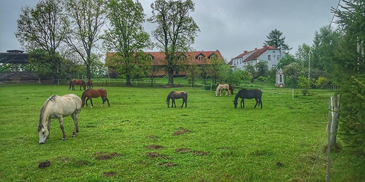 Dziedzic Pruski - zdjęcie 2