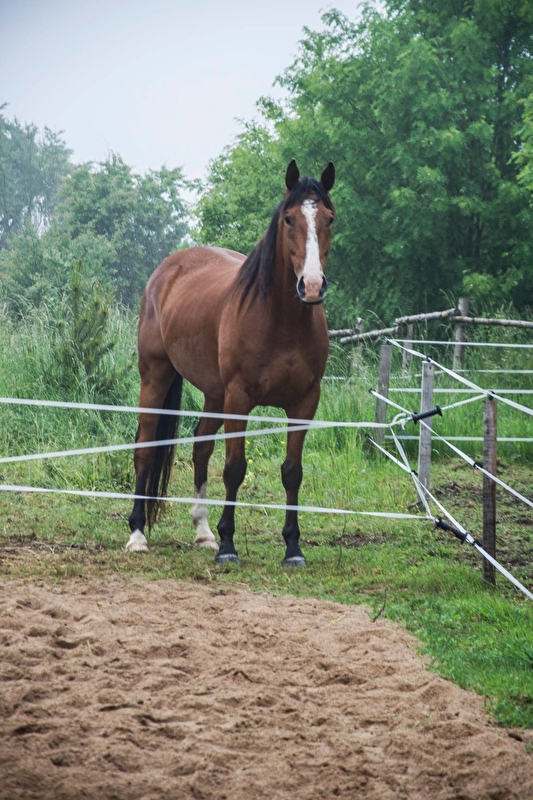 Stajnia Sabat w Lini - zdjęcie 6