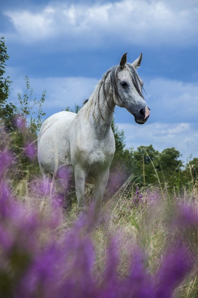 Stajnia Sabat w Lini - zdjęcie 16