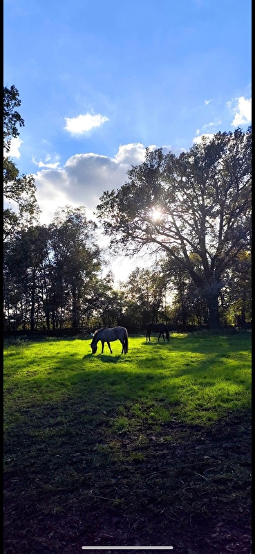 Stajnia HorseCare - zdjęcie 3