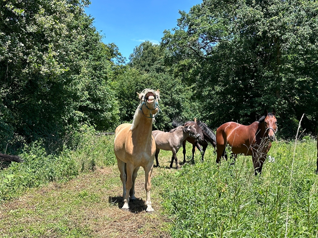 Stajnia HorseCare - zdjęcie 6