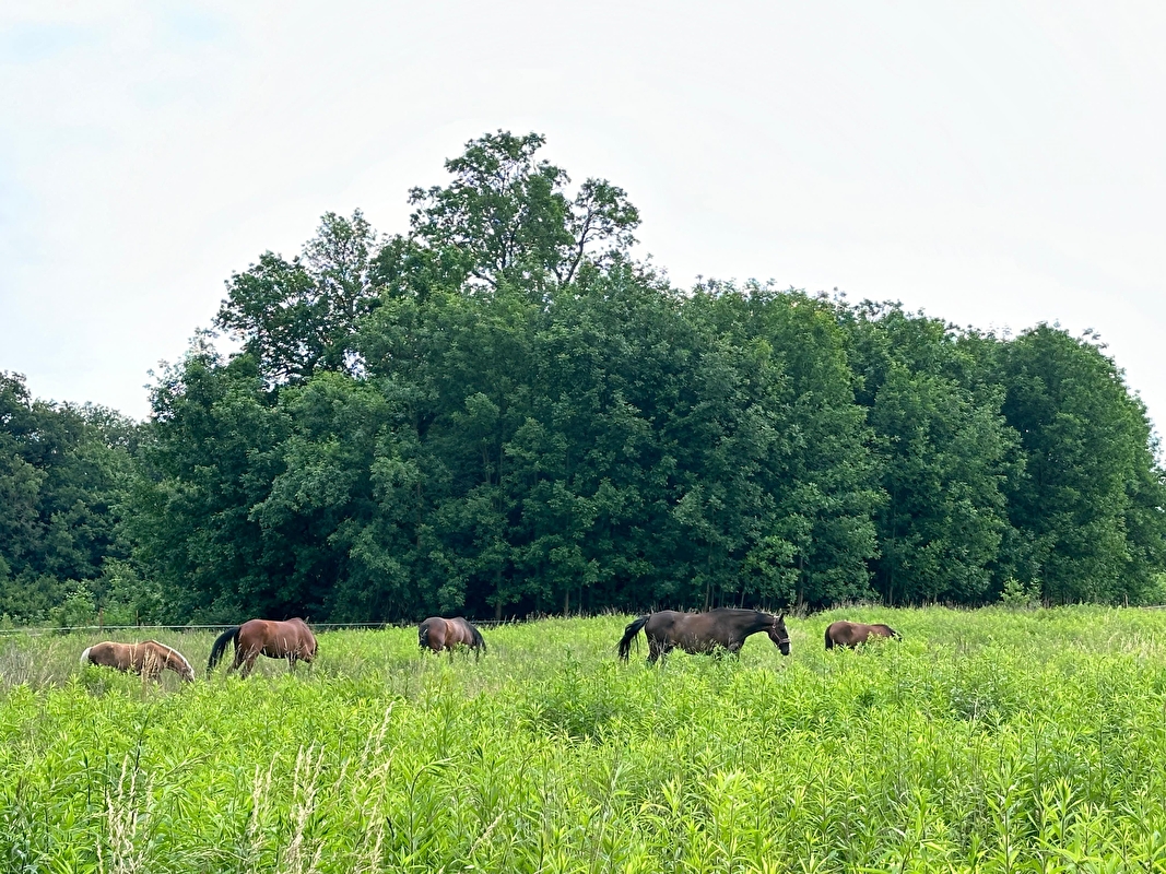 Stajnia HorseCare - zdjęcie 7