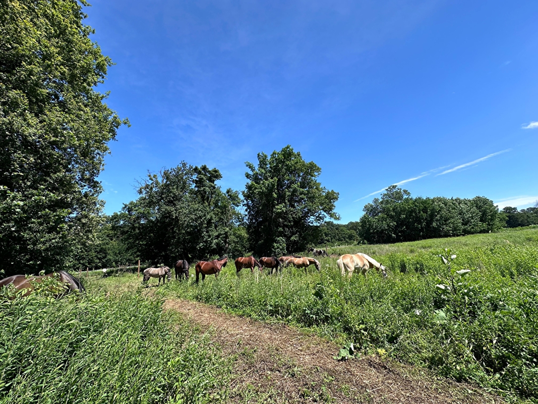 Stajnia HorseCare - zdjęcie 8