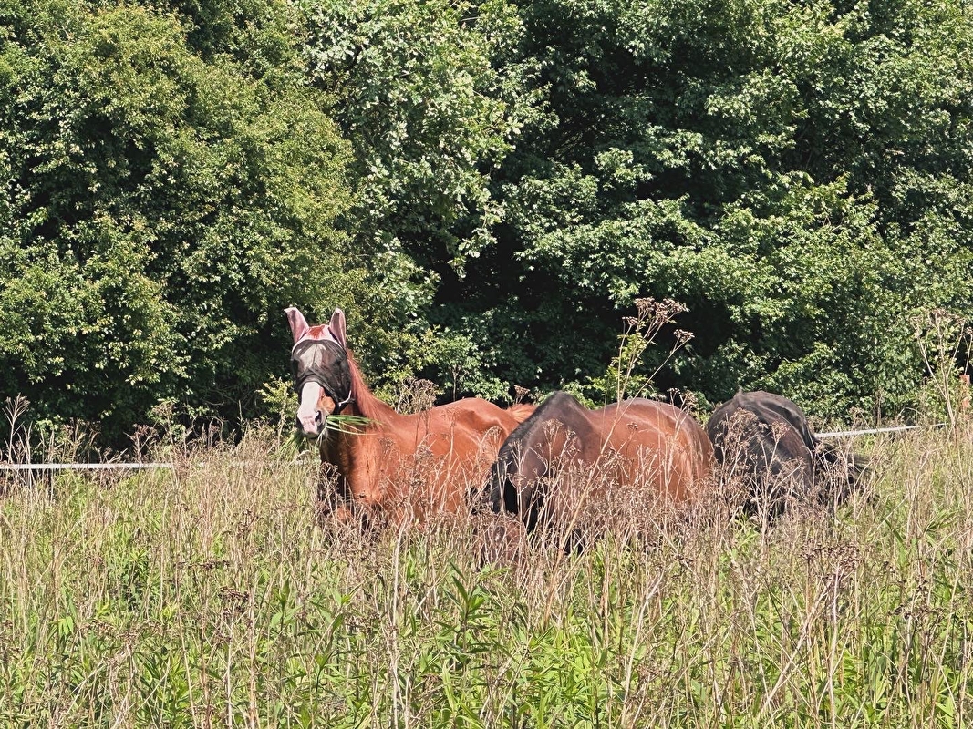 Stajnia HorseCare - zdjęcie 9