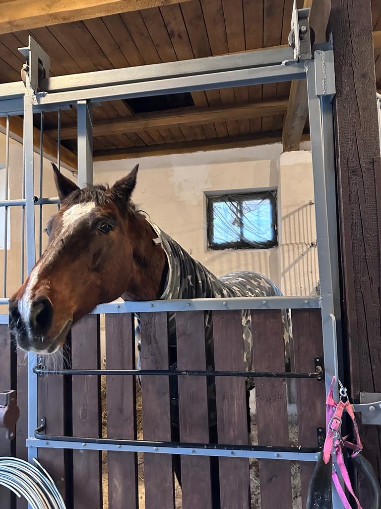 Stajnia HorseCare - zdjęcie 11