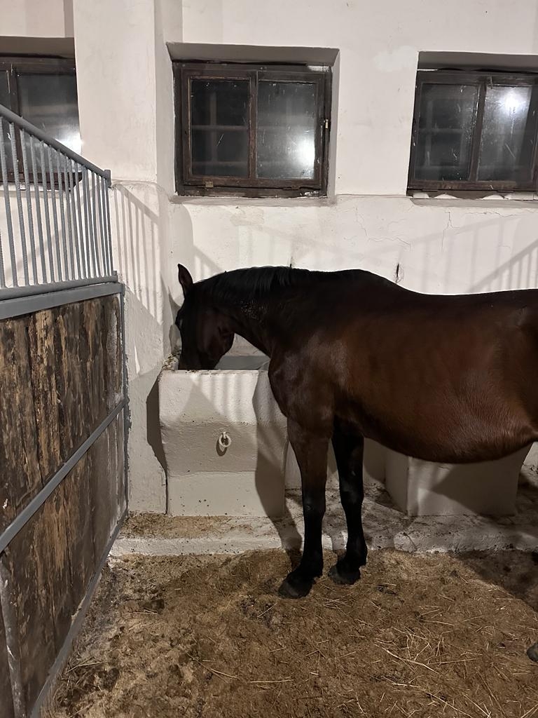 Stajnia HorseCare - zdjęcie 12