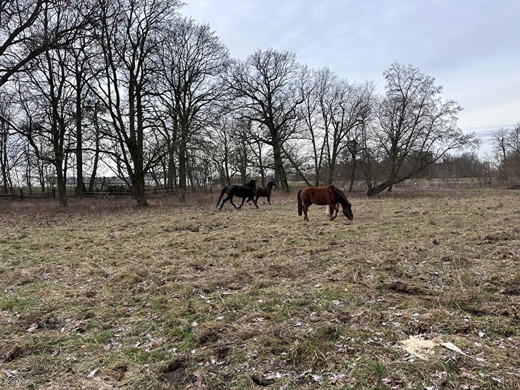 Stajnia HorseCare - zdjęcie 13