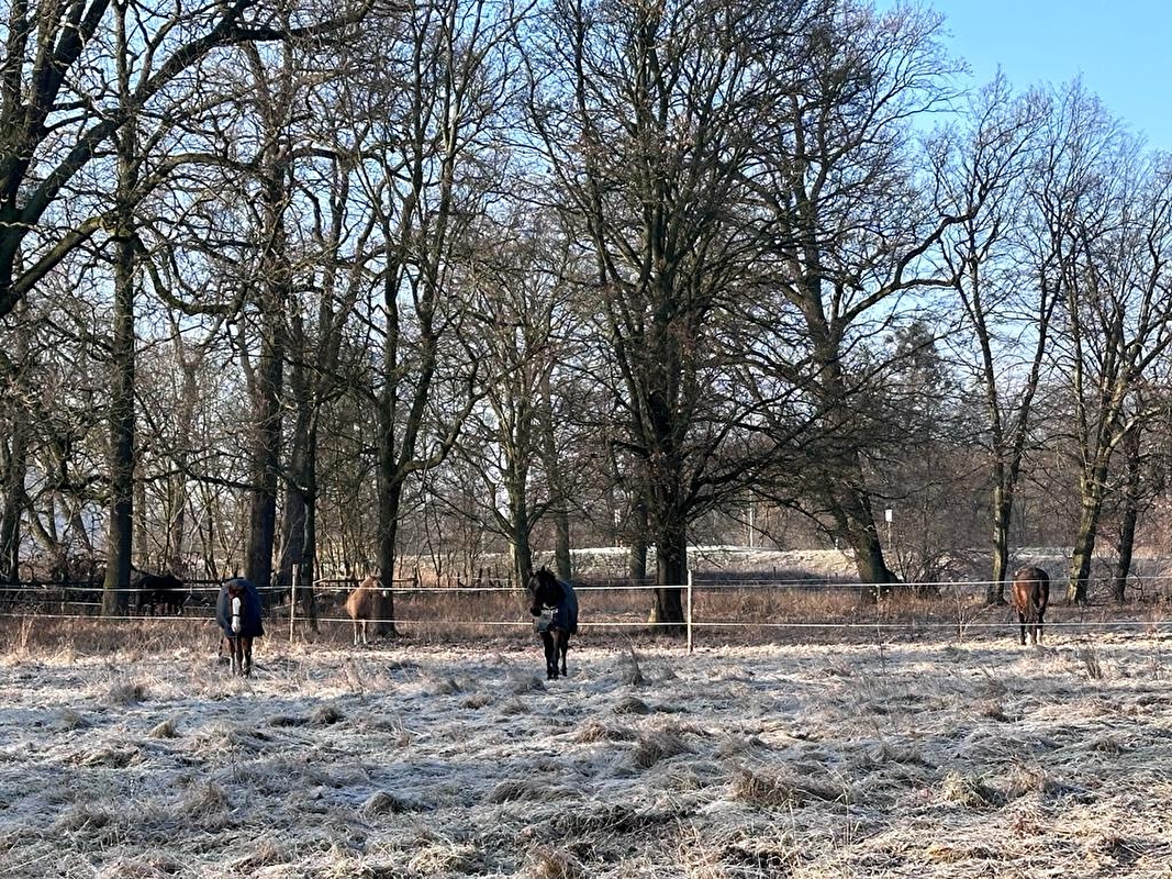 Stajnia HorseCare - zdjęcie 14