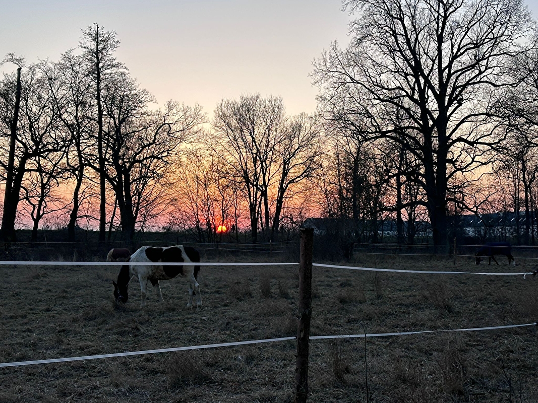 Stajnia HorseCare - zdjęcie 15