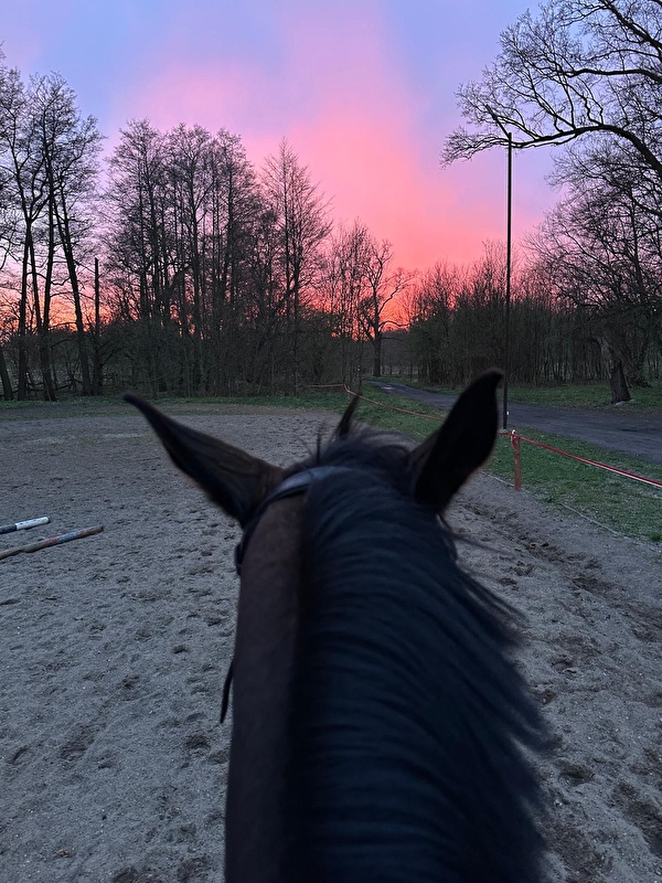 Stajnia HorseCare - zdjęcie 17