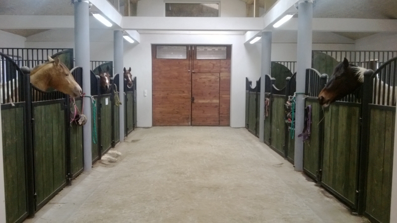 Wasiewicz Western Horses - zdjęcie 5