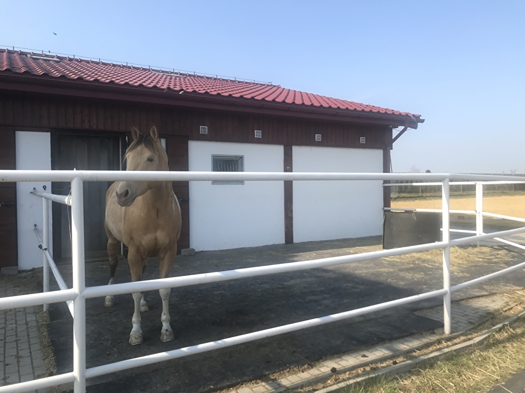 Wasiewicz Western Horses - zdjęcie 8